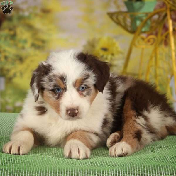 Galvin, Australian Shepherd Puppy